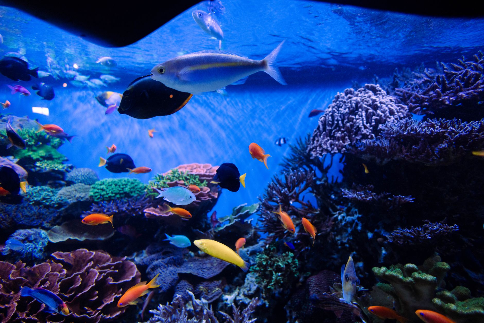 Poissons méditerranéens dans un bassin d'aquarium
