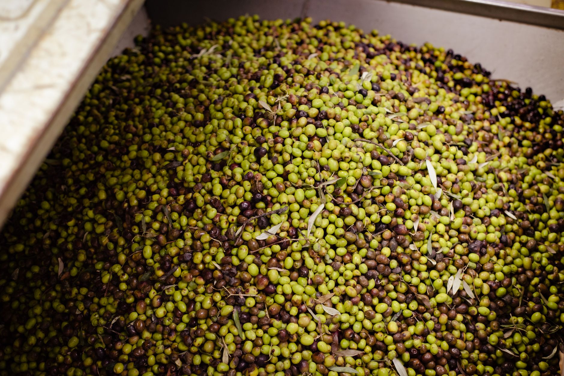 Que ramener de Crète : huile, herbes et raki